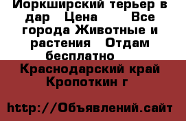 Йоркширский терьер в дар › Цена ­ 1 - Все города Животные и растения » Отдам бесплатно   . Краснодарский край,Кропоткин г.